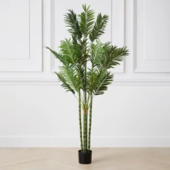 Areca Palm Tree