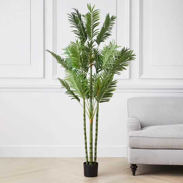 Areca Palm Tree - Image 2