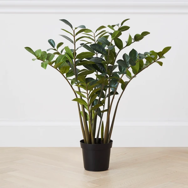 Zamioculas Tree