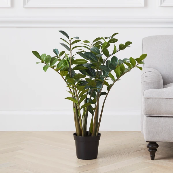 Zamioculas Tree - Image 2