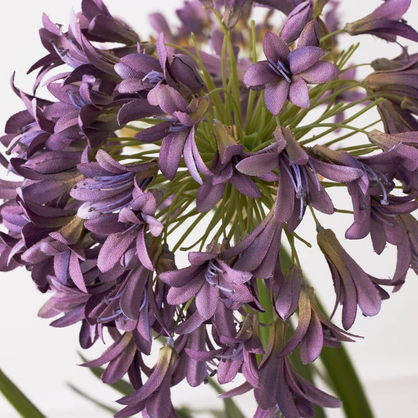 Faux Potted Agapanthus - Image 3