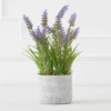 Lavender In Grey Pot