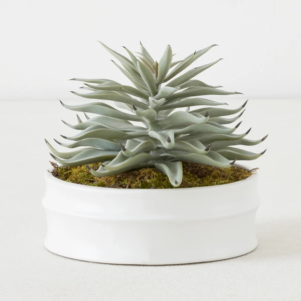 Succulent In White Round Pot