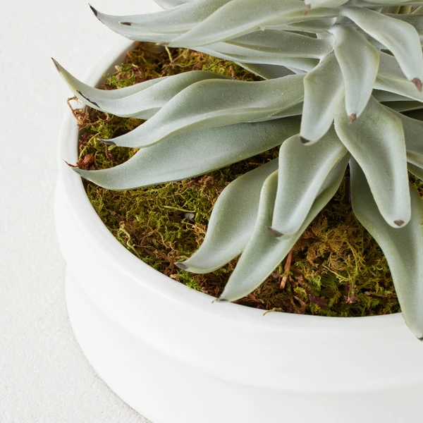 Succulent In White Round Pot - Image 2